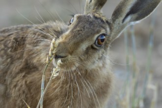 European brown hare (Lepus europaeus) adult mammal eating a wheat sheath in a farmland stubble