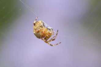 European garden spider (Araneus diadematus) adult resting in its web in summer, England, United