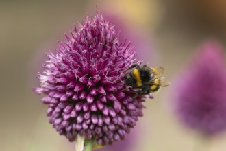 Buff tailed bumblebee (Bombus terrestris) adult insect feeding on a garden Allium flower in summer,