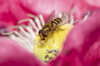Common hoverfly (Eupeodes corollae) adult insect feeding on a garden Opium poppy flower in summer,
