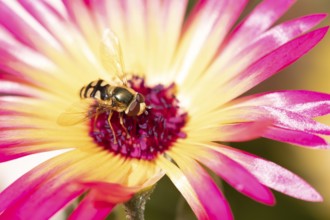 Common hoverfly (Eupeodes corollae) adult insect feeding on a garden daisy flower in summer,