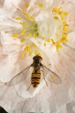 Common hoverfly (Eupeodes corollae) adult insect feeding on a garden poppy flower in summer,
