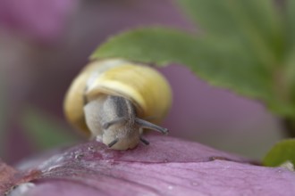 Striped snail (Cernuella virgata) adult gastropod molluscs on a garden Helebore flower in winter,