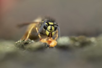 Common wasp (Vespula vulgaris) adult insect feeding on a piece of fruit in a garden in summer,
