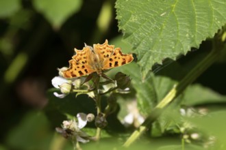 Comma butterfly (Polygonia c-album) adult insect feeding on a Bramble plant flower in summer,