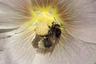 Buff tailed bumblebee (Bombus terrestris) adult bee insect feeding on a garden Hollyhock flower in