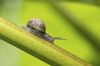 Garden snail (Cornu aspersum) adult molluscs gastropod on a garden Rhubarb vegetable plant stem in
