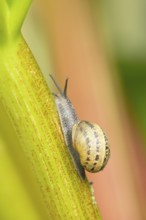 Garden snail (Cornu aspersum) adult molluscs gastropod on a garden Rhubarb vegetable plant stem in