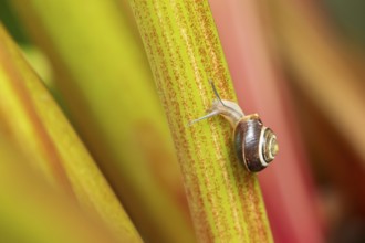Striped snail (Cernuella virgata) adult gastropod molluscs on a garden rhubarb vegetable plant stem