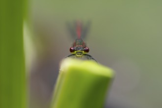 Large red damselfly (Pyrrhosoma nymphula) adult insect resting on a reed stem in summer, England,