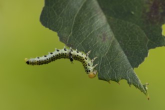 Large rose sawfly (Arge pagana) adult insect larva garden pest feeding on a rose plant leaf in