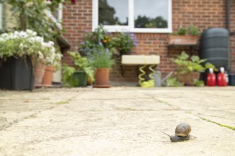 Garden snail (Cornu aspersum) adult molluscs gastropod on a garden patio with a house in the