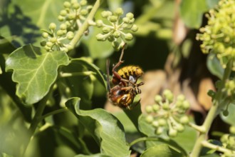 European hornet (Vespa crabro) adult insect feeding on an Ivy bee (Colletes hederae) in a Ivy tree