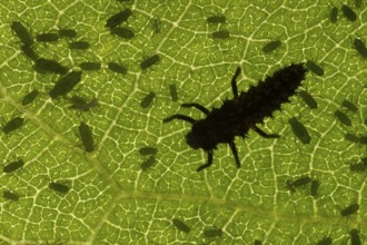Harlequin ladybird or ladybug (Harmonia axyridis) adult insect larva and Plum aphid (Hyalopterus