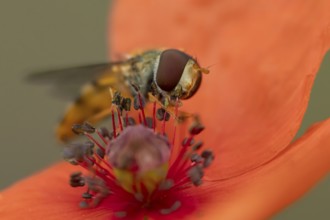 Common hoverfly (Eupeodes corollae) adult insect feeding on pollen from a red Common field poppy