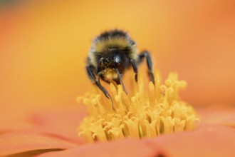 Buff tailed bumblebee (Bombus terrestris) adult bee insect feeding on a garden Mexican sunflower