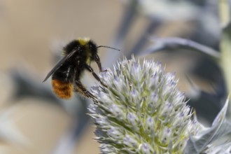 Red tailed bumblebee (Bombus lapidarius) adult bee insect feeding on a Sea holly flower in summer,