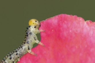 Large rose sawfly (Arge pagana) adult insect larva garden pest feeding on a rose plant petal in