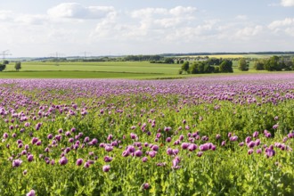 Field with blue poppy (Papaver somniferum) in bloom, Penig, Saxony, Germany