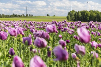 Field with blue poppy (Papaver somniferum) in bloom, wind turbines in the background, Penig,