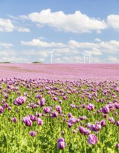 Field with blue poppy (Papaver somniferum) in bloom, wind turbines in the background, Penig,
