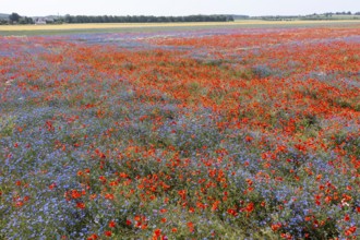 Aerial view of a field where corn poppies (Papaver rhoeas) and cornflowers (Centaurea cyanus) are
