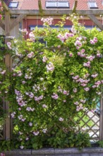 Trellis with roses in bloom, Pulsnitz, Saxony, Germany