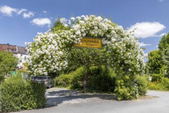 Lush rose arch with blooming white roses (pink), Pulsnitz, Saxony, Germany