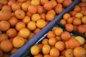 Oranges, juice oranges, fruit, fruit stand, market stand, market, Fellbach, Baden-Württemberg,