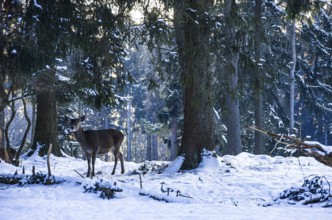 Doe, female red deer, Cervus elaphus, in snowy winter forest, Swabian Jura, Baden-Württemberg,