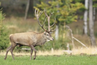 Red deer (Cervus elaphus) during the rutting season, capital stag in a forest clearing, wildlife,