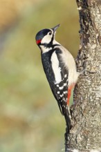 Great spotted woodpecker (Dendrocopus major), male, foraging on the trunk of a common birch (Betula