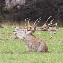 Red deer (Cervus elaphus) during the rutting season, a large stag roaring in a forest clearing,