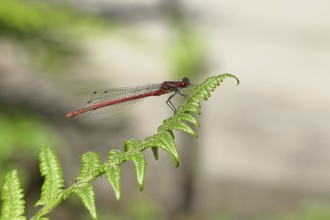 Large red damselfly (Pyrrhosoma nymphula), sitting on bracken, close-up, Wilnsdorf, North