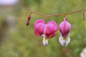 Watering Heart (Lamprocapnos spectabilis), flowers in a garden, Wilnsdorf, North Rhine-Westphalia,