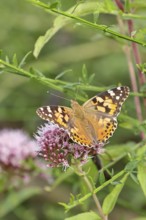 Thistle butterfly (Vanessa cardui) on a flower of Hemp agrimony (Asteraceae) on a forest path,