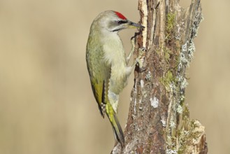 Grey-headed woodpecker (Picus canus), male sitting on a tree stump overgrown with moss and lichen,