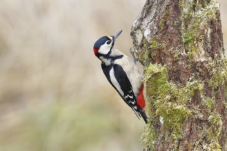Great spotted woodpecker (Dendrocopos major), female, foraging on a tree stump overgrown with moss