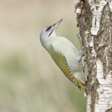 Grey-headed Woodpecker (Picus canus), female sitting on the trunk of a grey birch (Betula