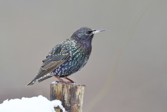 Starling (Sturnus vulgaris) adult bird in spotted winter plumage, sitting on a fence post,