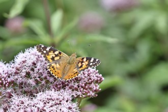 Thistle butterfly (Vanessa cardui) on a flower of Hemp agrimony (Asteraceae) on a forest path,