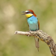 European bee-eater (Merops apiaster) sitting on a branch covered with green lichen, Lake Neusiedl,