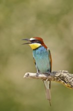 European bee-eater (Merops apiaster) sitting on a branch covered with green lichen, Lake Neusiedl,