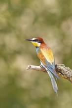 European bee-eater (Merops apiaster) sitting on a branch covered with green lichen, dorsal view,