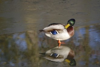 Duck on a lake in winter, Germany