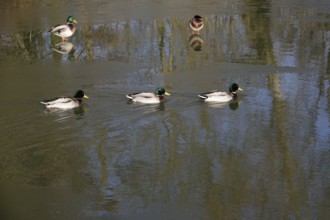 Ducks on a lake in winter, Germany