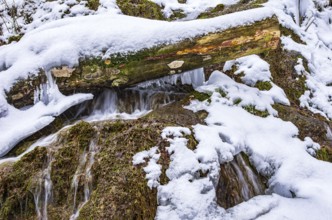 Snowy and icy tree trunk in the foothills of the frozen Urach Waterfall, Bad Urach, Swabian Alb,