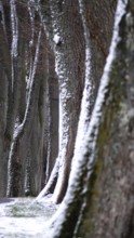 Alley in winter with snow and trees, Germany