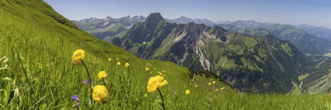 Mountain panorama with troll flowers (Trollius europaeus) from Laufbacher-Eckweg to Höfats 2259m,