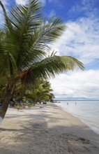 Sandy beach beach and coconut trees on Playa Blanca, Izabal Department, Guatemala